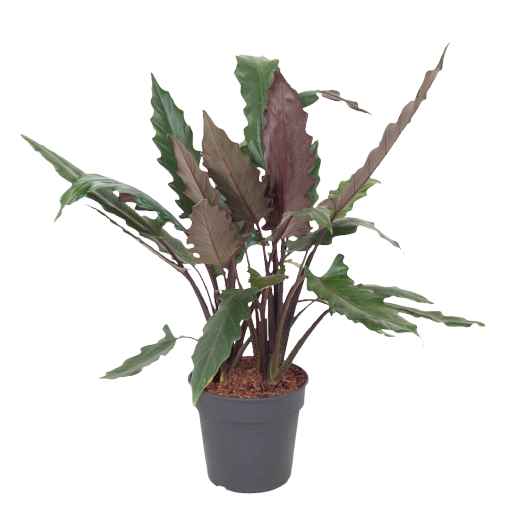 Alocasia ‘Lauterbachiana’ Kamerplant 100 cm
