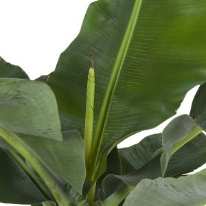 Bananenplant Musa Dwarf kamerplant