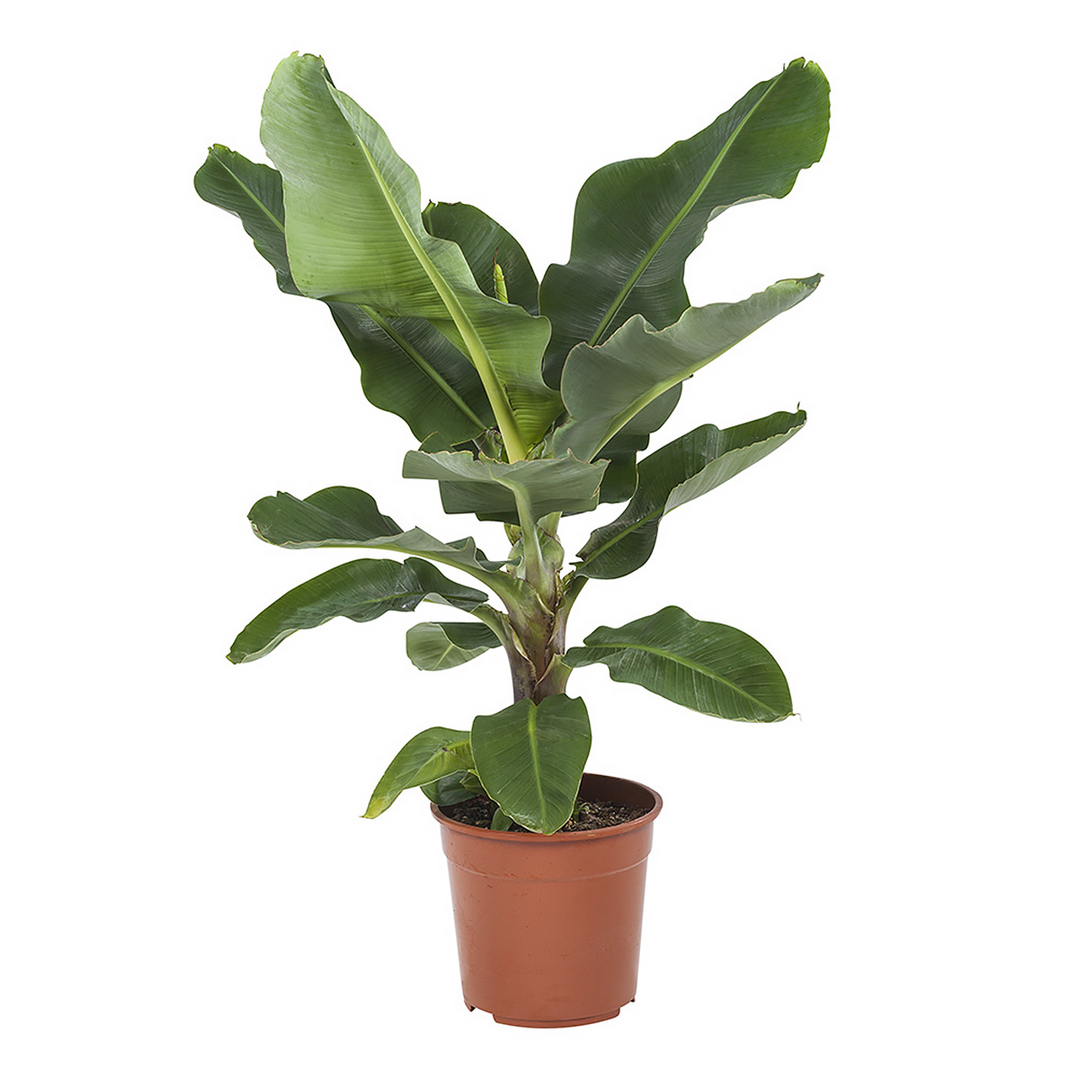 Bananenplant ‘Musa’ Kamerplant 80 cm