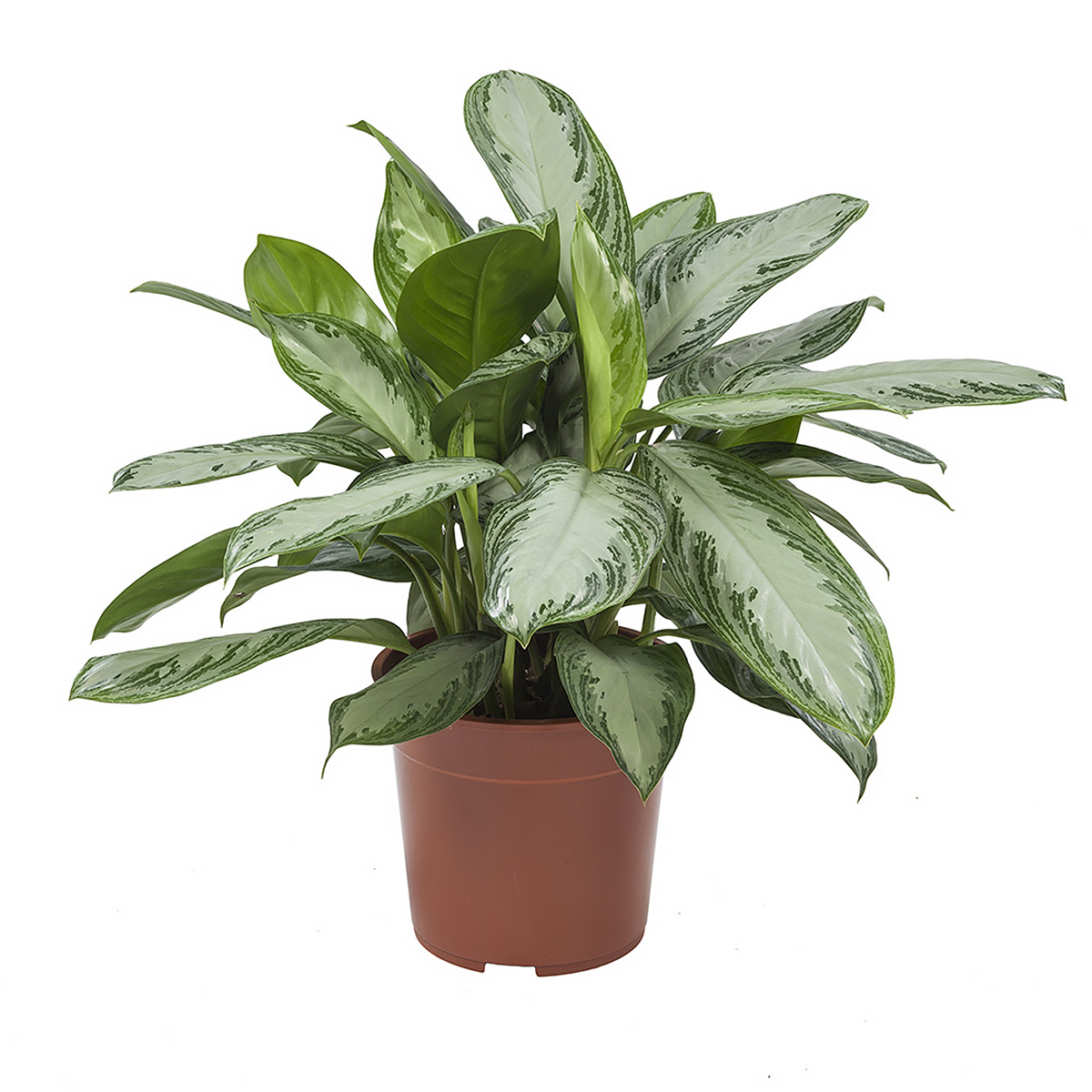Aglaonema Silver Bay bladplant online kopen