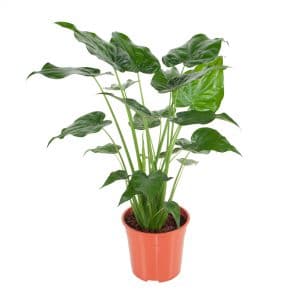 Alocasia Cucullata Olifantsoor plant online kopen