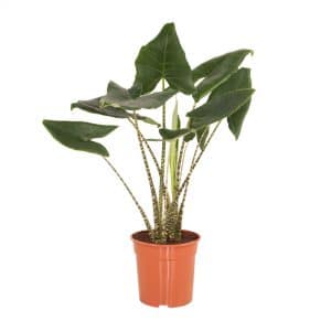 Alocasia Zebrina plant online kopen