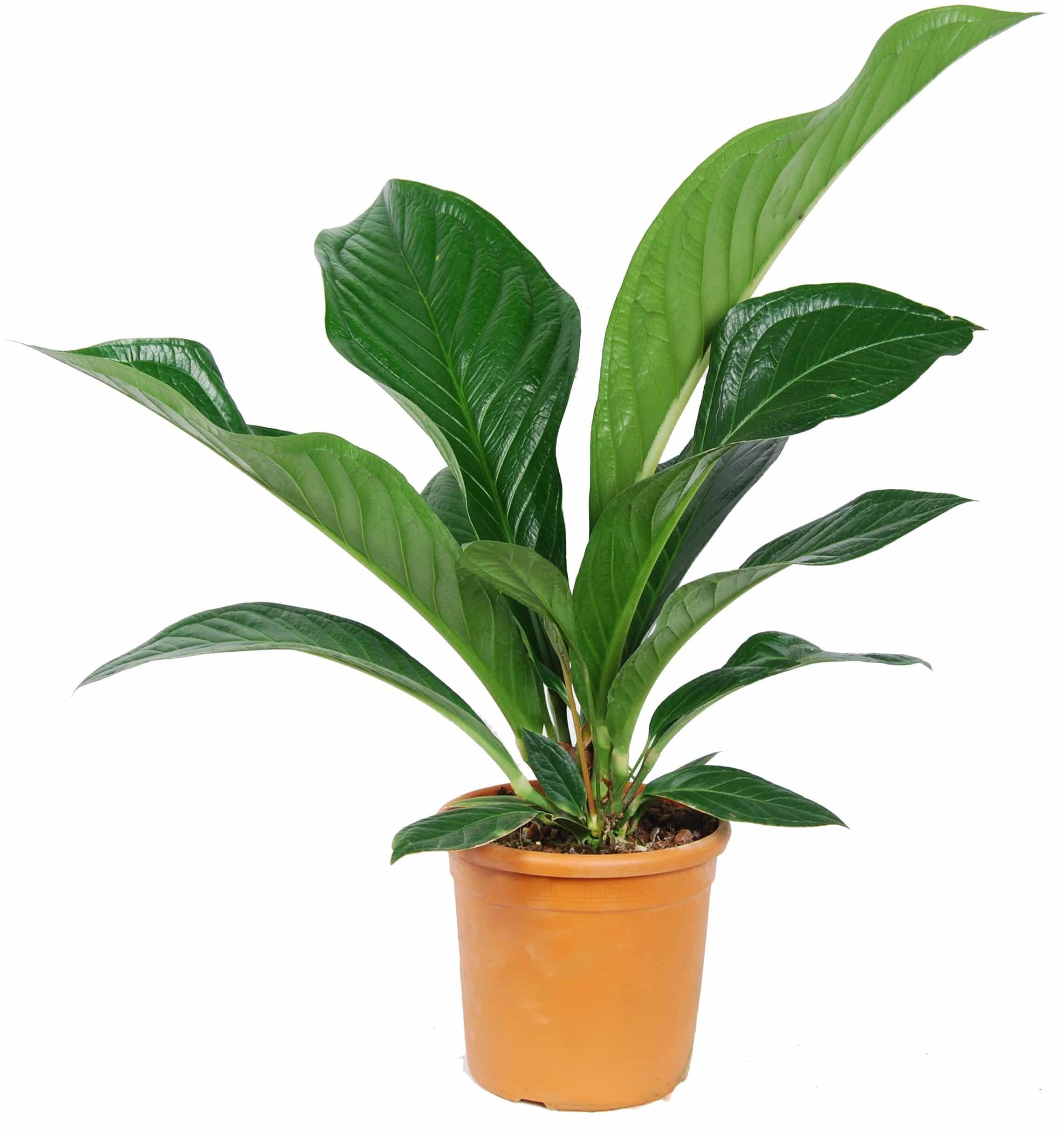 Anthurium jenmanii green passion exotische plant
