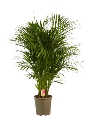 Areca palmboom online kopen