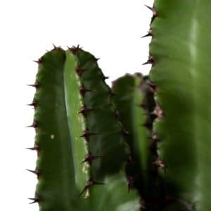 Cactus online kopen Euphorbia Erytrea gigaplant.nl
