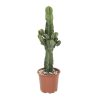 Cowboycactus Euphorbia online kopen Gigaplant