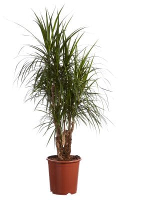 Drakenboom plant kopen online