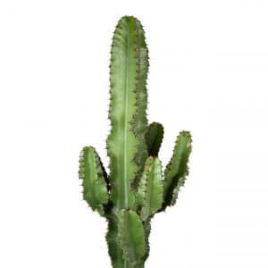 Euphorbia Erytrea cactus online bestellen