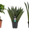 Ficus Sansevieria groene kamerplanten combinatiepakket online kopen