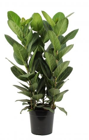 Gigaplant Ficus Audrey online kopen