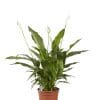 Gigaplant Lepelplant Spathiphyllum Vivaldi online kopen