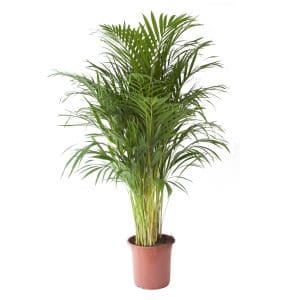 Goudpalm palmboom online kopen gigaplant