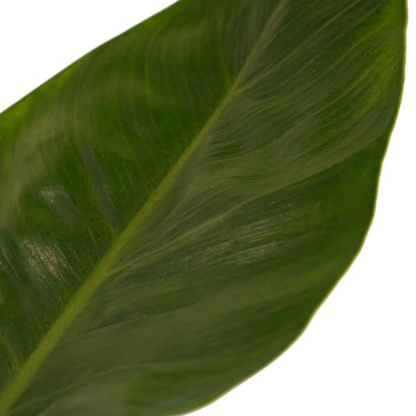 Groene kamerplant philodendron imperial