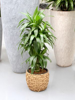 Kamerplant dracaena janet craig plant online kopen