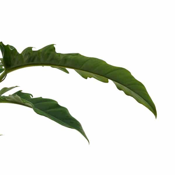 Kamerplanten bestellen Philodendron Narrow Escape