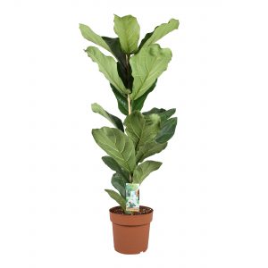 Ficus Lyrata vioolplant koop je online op Gigaplant