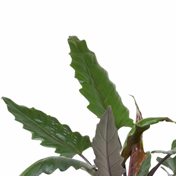 Kamerplanten online bestellen Alocasia Lauterbachiana