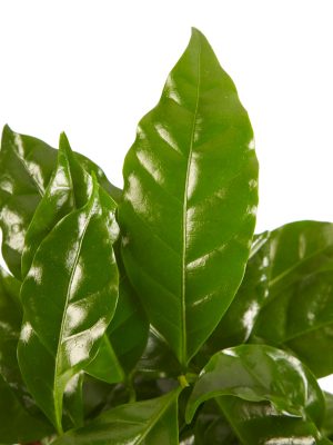 Koop een echte koffieplant online op Gigaplant