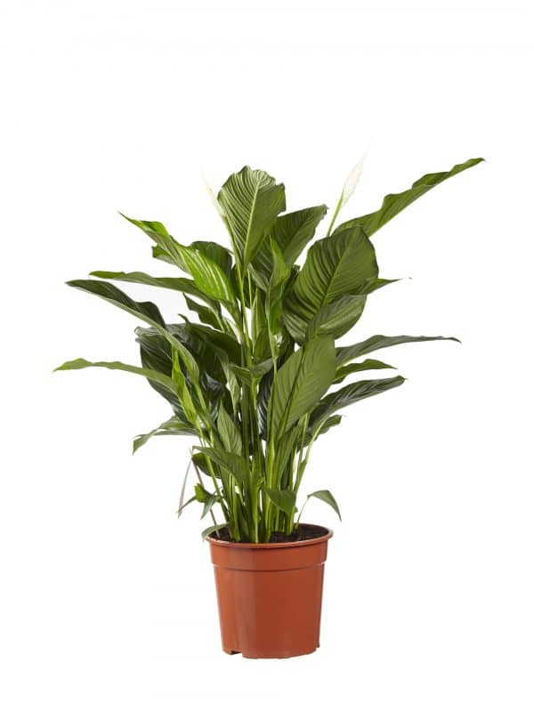 Online planten kopen Gigaplant Spathiphyllum Sweet Lauretta