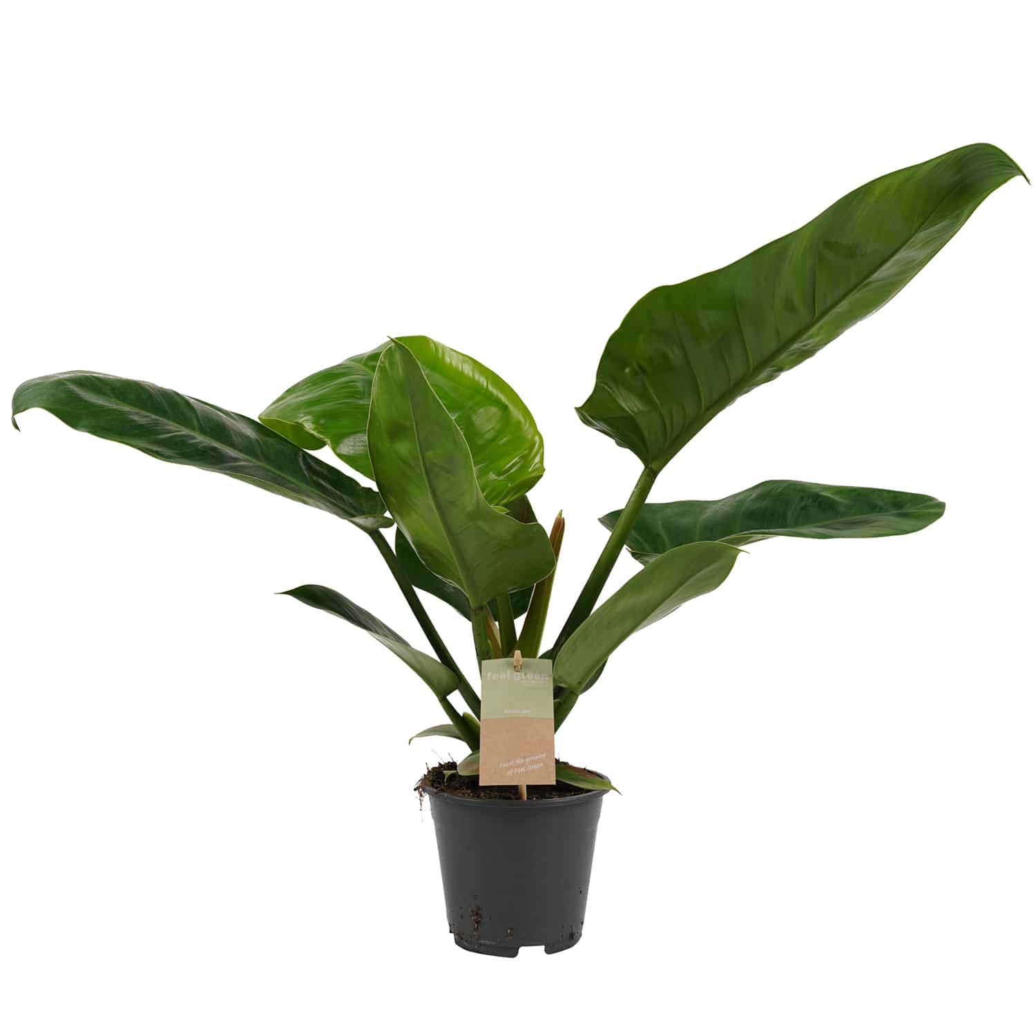 Philodendron Imperial online kopen op Gigaplant