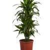 Plant kopen online dracaena janet craig