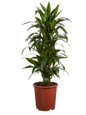 Plant kopen online dracaena janet craig