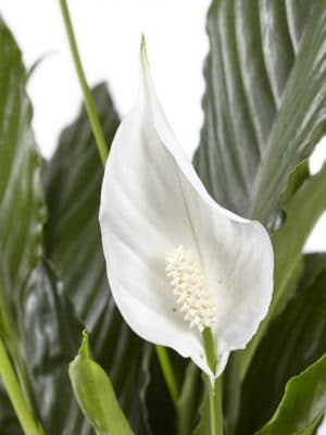 Spathiphyllum Sweet Lauretta witte bloemen