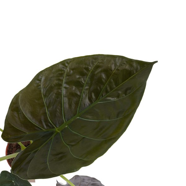 Verzorgen kamerplant alocasia wentii