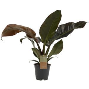 Kamerplant Philodendron Imperial Red online kopen op Gigaplant