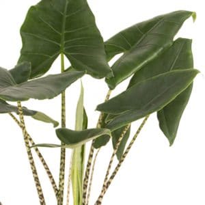 Online plant kopen Alocasia Zebrina