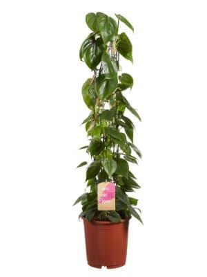 Planten kopen online Philodendron Scandens klimplant