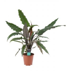 Planten kopen online Alocasia Lauterbachiana