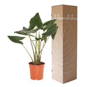 Planten online kopen Alocasia Zebrina