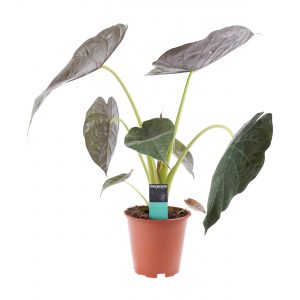 Tropische kamerplanten online kopen Alocasia Wentii