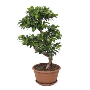 Online de Ficus Ginseng Bonsai kamerplant bestellen