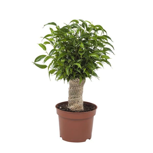 Online mooie groene kamerplanten kopen zoals de Ficus Natasja