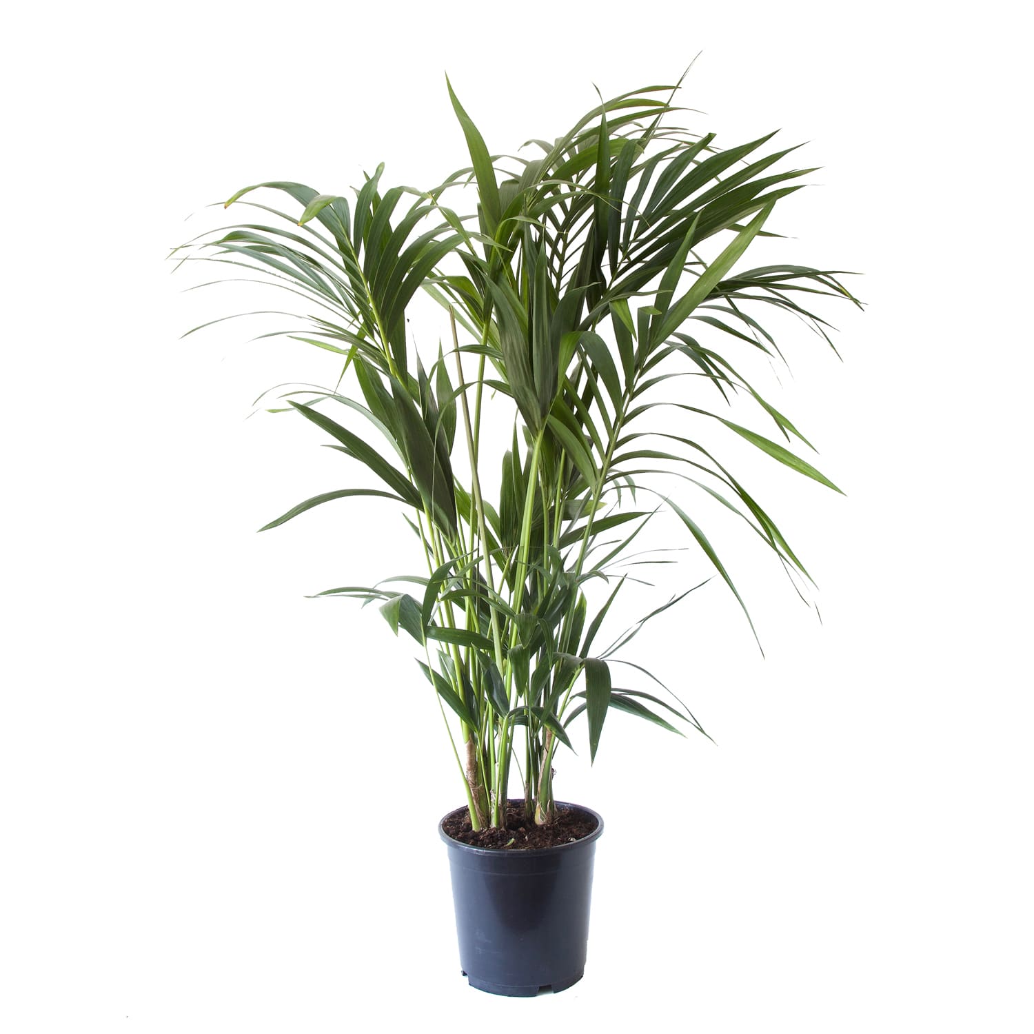 Zwart klei amplitude Kentia Palm - Een populaire palmboom, ook op kantoor!