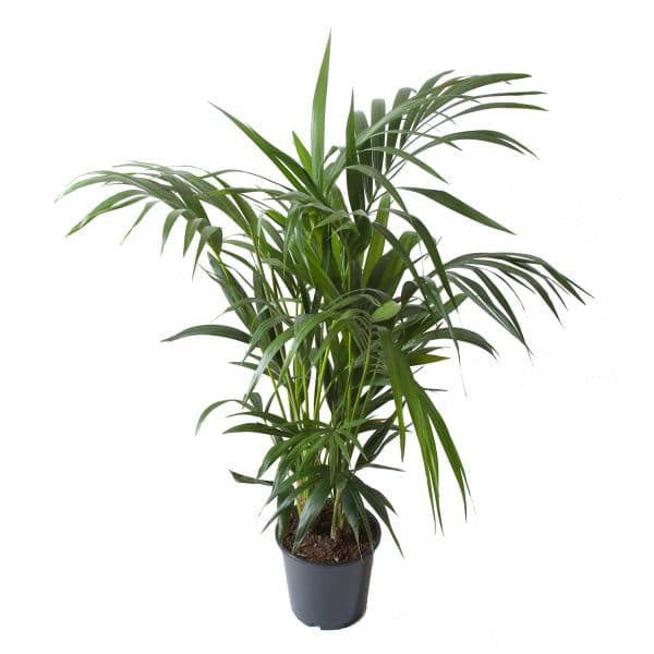 Online Kentia palm bestellen gigaplant
