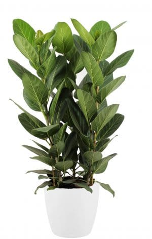 De Ficus Audrey wordt geleverd in een witte ELHO® sierpot. Onmisbaar in iedere thuisjungle!
