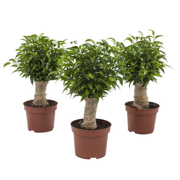 Online planten kopen Ficus Natasja set van 3 stuks