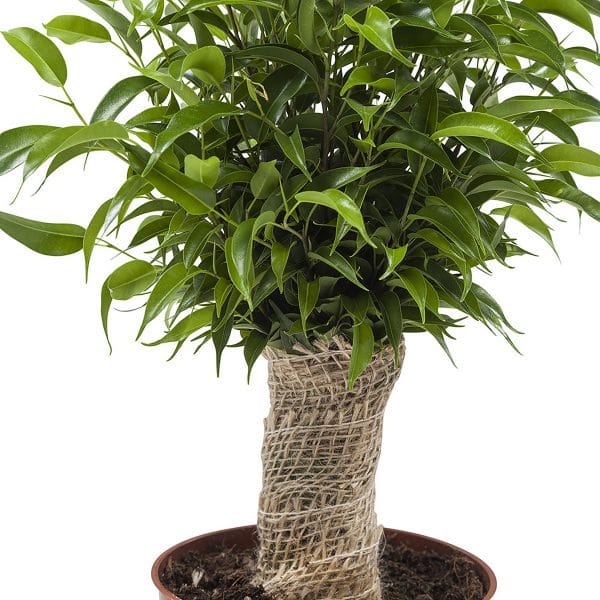 Mooie groene kamerplant met glanzende groene bladeren en een stam in jute