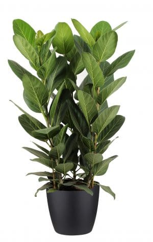De Ficus Audrey is een populaire kamerplant. De plant wordt geleverd in een zwarte ELHO ® sierpot.