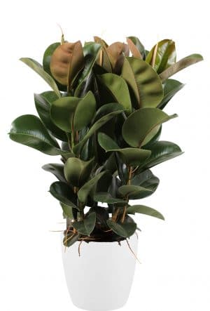 Mooie, sterke rubberplanten koop je online op Gigaplant.nl