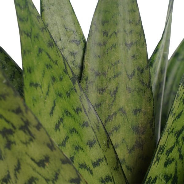 De Vrouwentong is een sterke plant die bekend staat om haar donkergekleurde, puntige bladeren.
