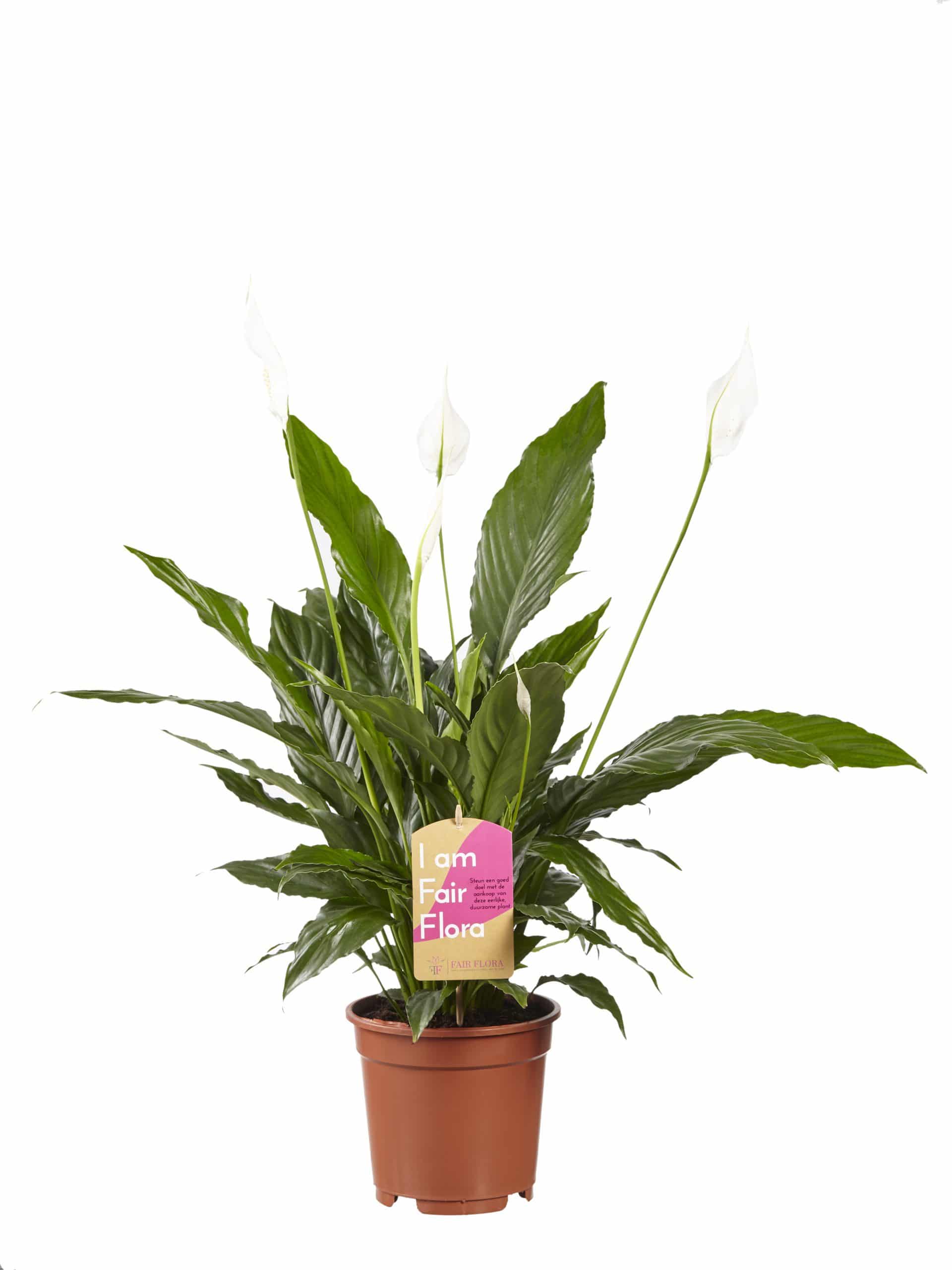 Mew Mew Gewend aan Betekenisvol Lepelplant Spathiphyllum Vivaldi - 2 stuks - Een echte Amazone plant!