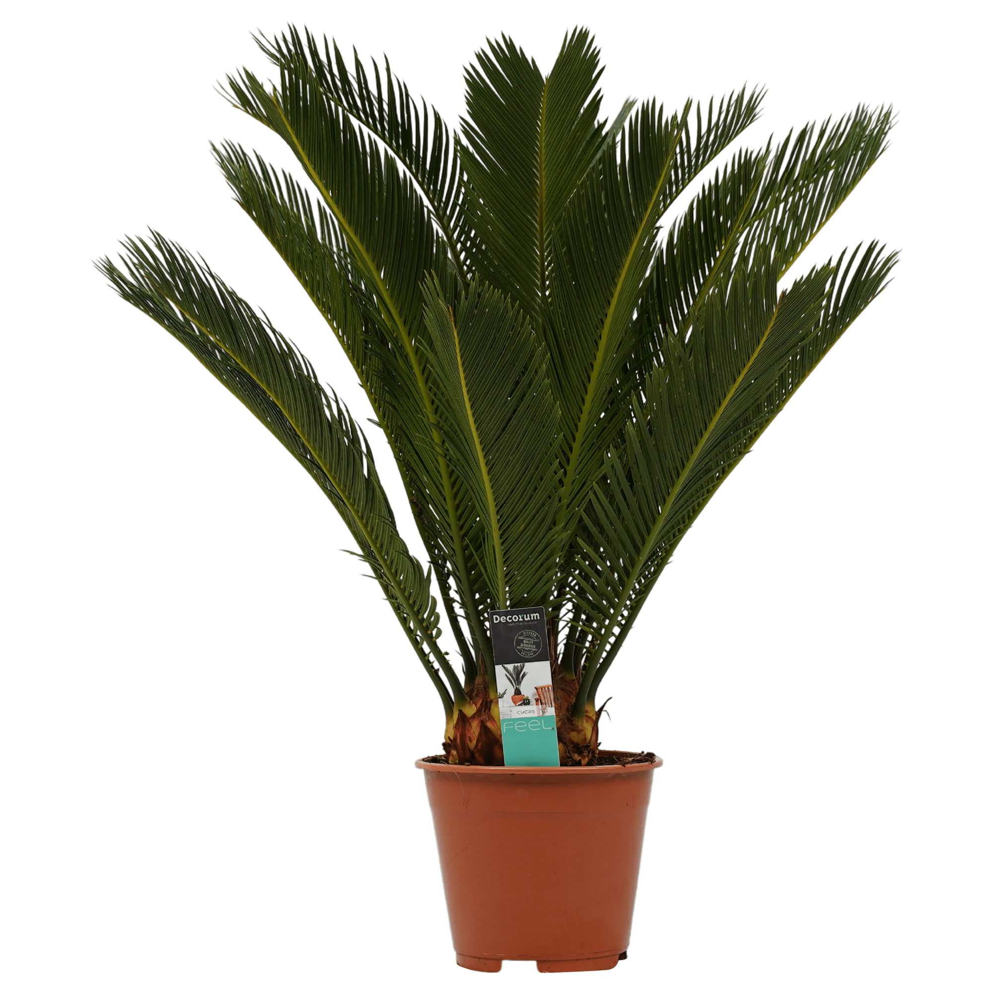Automatisch India schilder Palm - Gigaplant