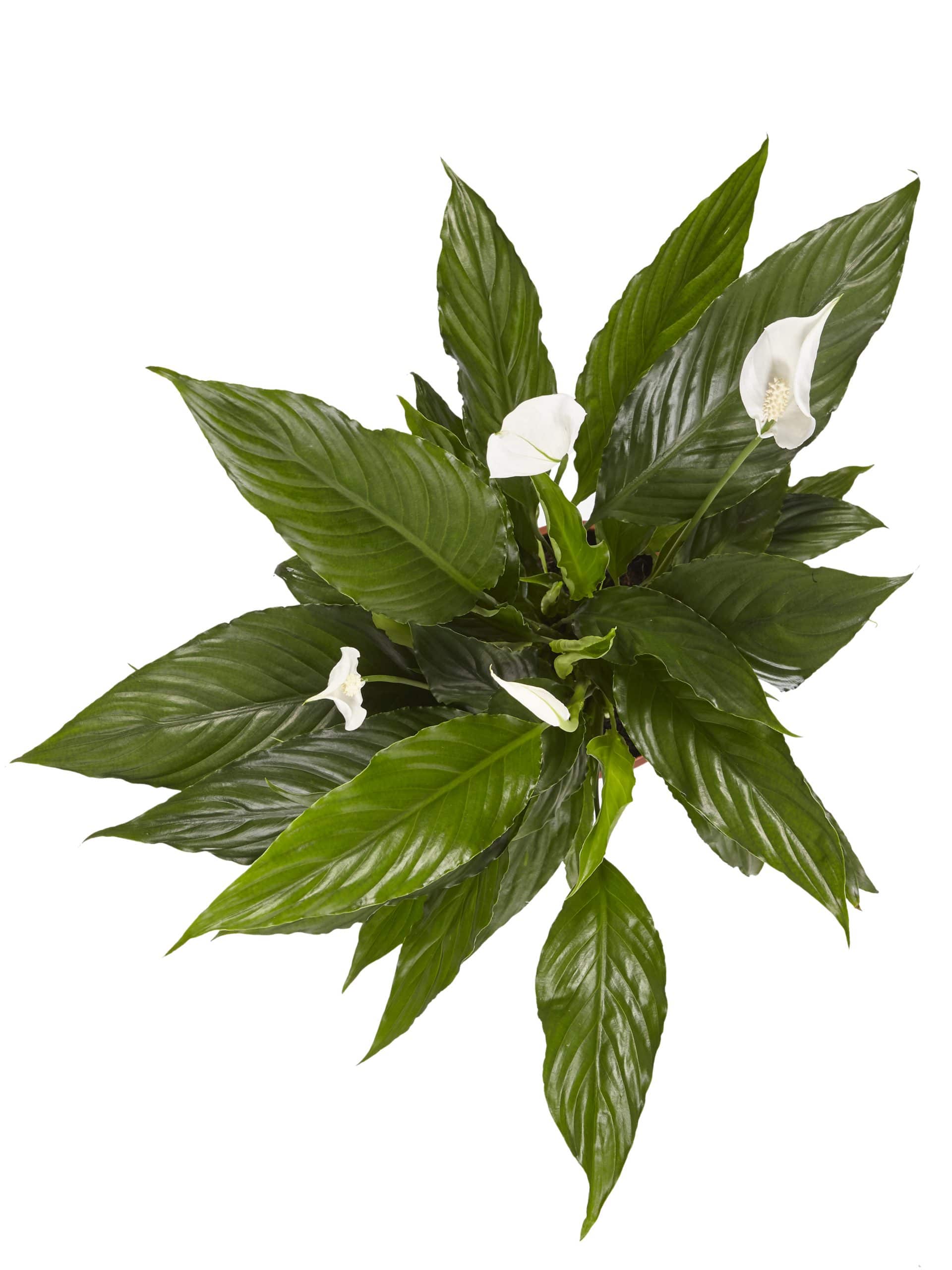 Koop je Spathiphyllum Vivaldi online bij Gigaplant.nl