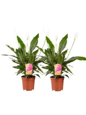 Spathiphyllum Vivaldi Lepelplant 2 stuks online op Gigaplant.nl