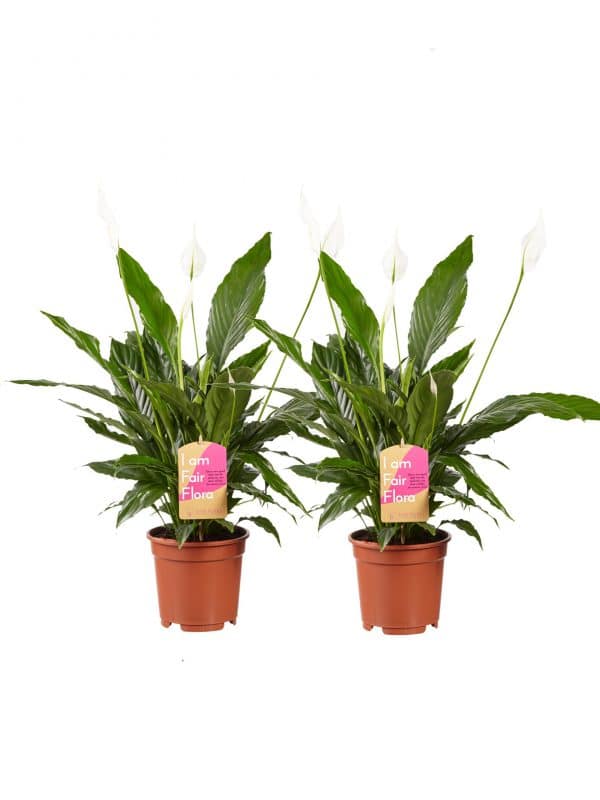 Spathiphyllum Vivaldi Lepelplant 2 stuks online op Gigaplant.nl