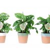 Trio Monstera monkey leaf online kopen op Gigaplant